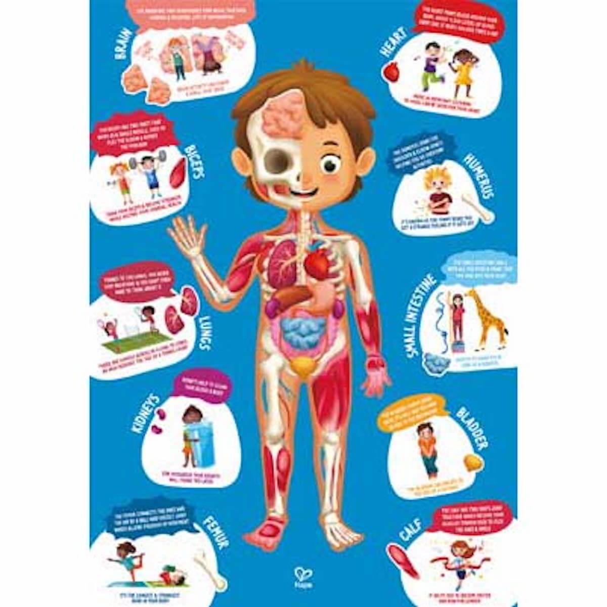 Puzzle 60pzas HUMAN BODY Hape
